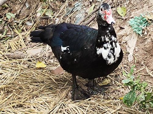 黑色鸭子是什么品种？-图2