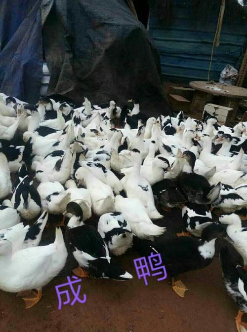 黑色鸭子是什么品种？-图3