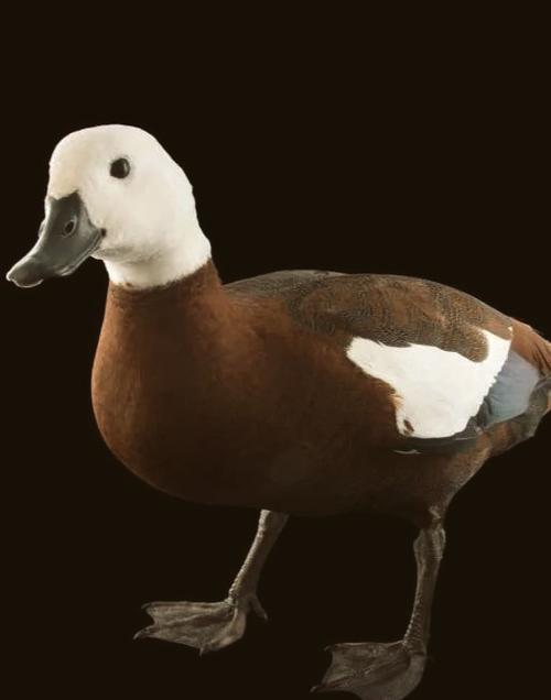 黑色鸭子是什么品种？-图1