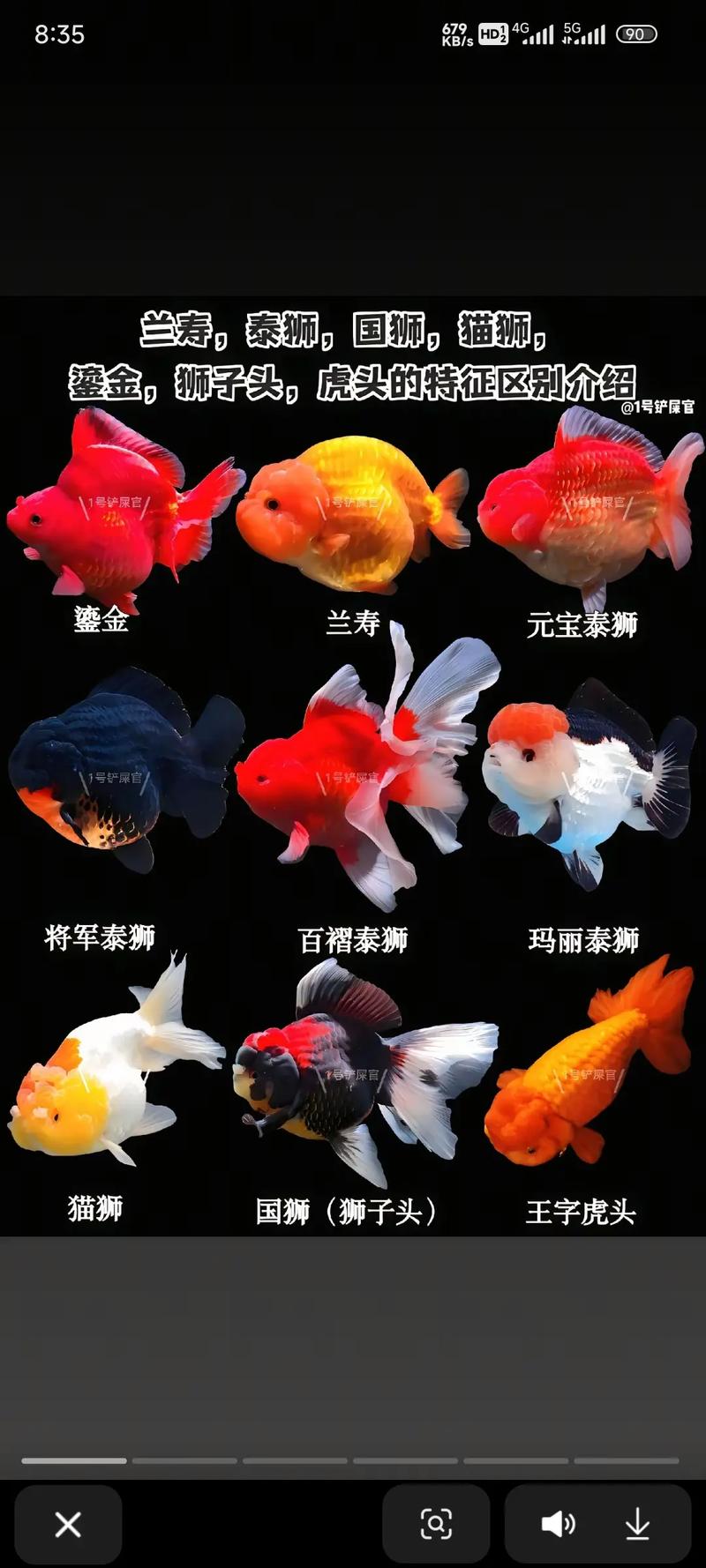 什么金鱼品种最好？-图1