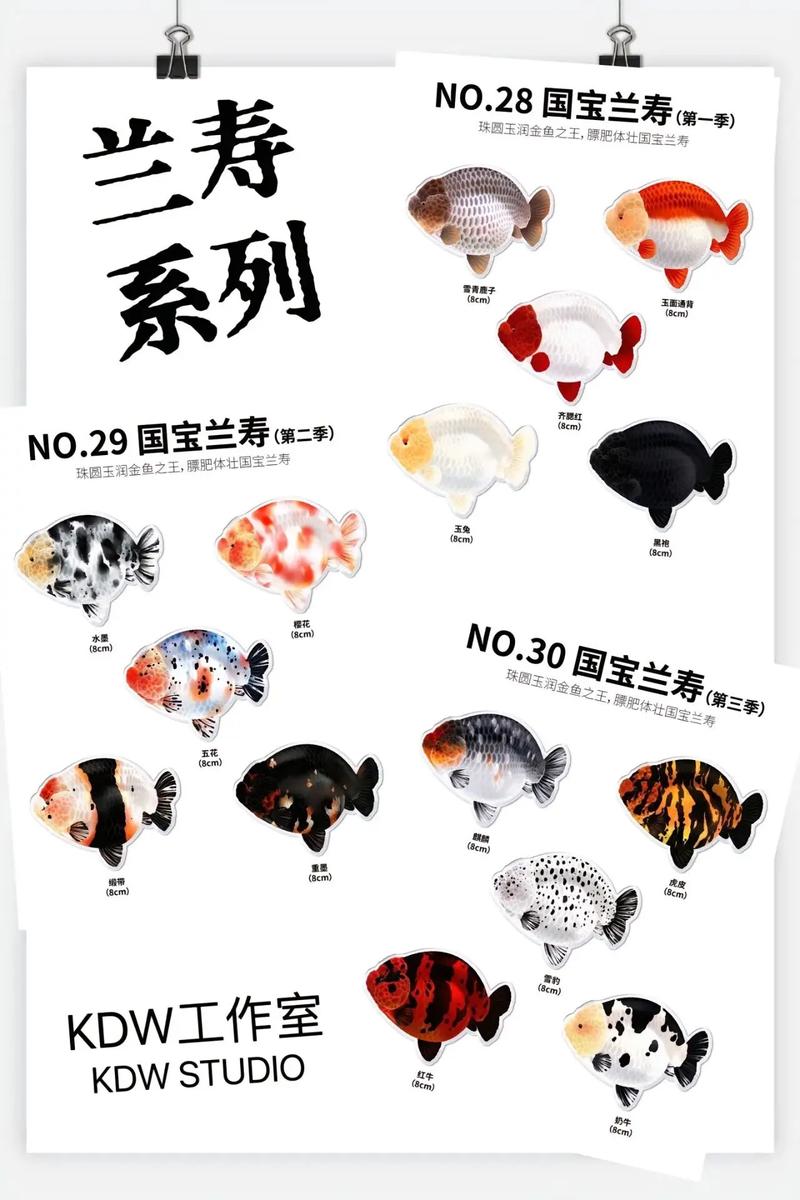 什么金鱼品种最好？-图3