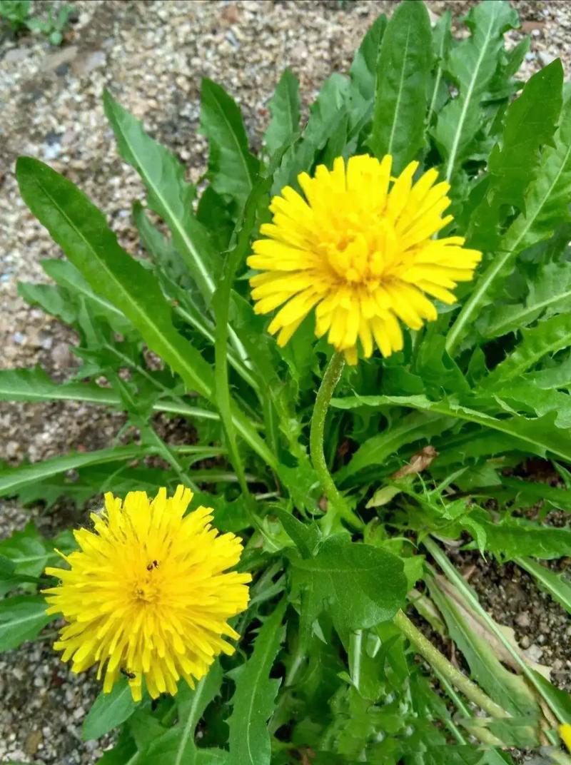 蒲公英品种有哪些？-图1
