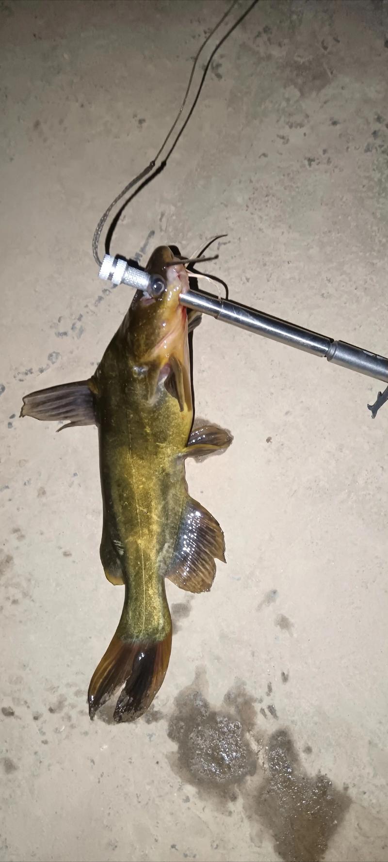 黄辣丁养殖利润高吗？技术门槛如何？-图1