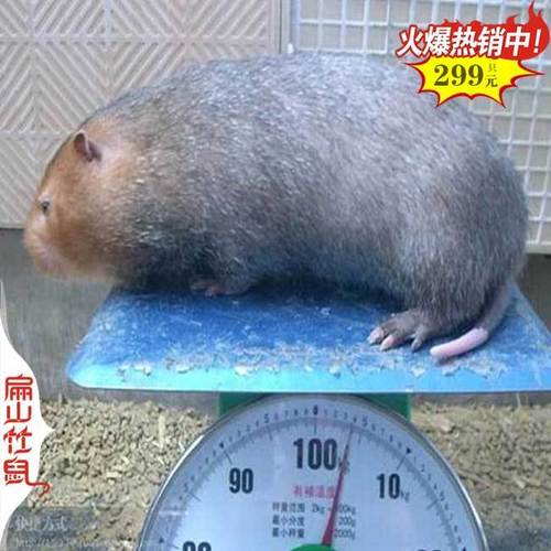 红颊竹鼠养殖技术视频怎么学？-图2