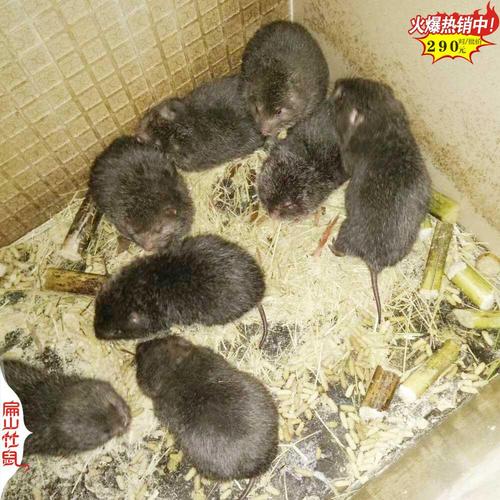 红颊竹鼠养殖技术视频怎么学？-图3