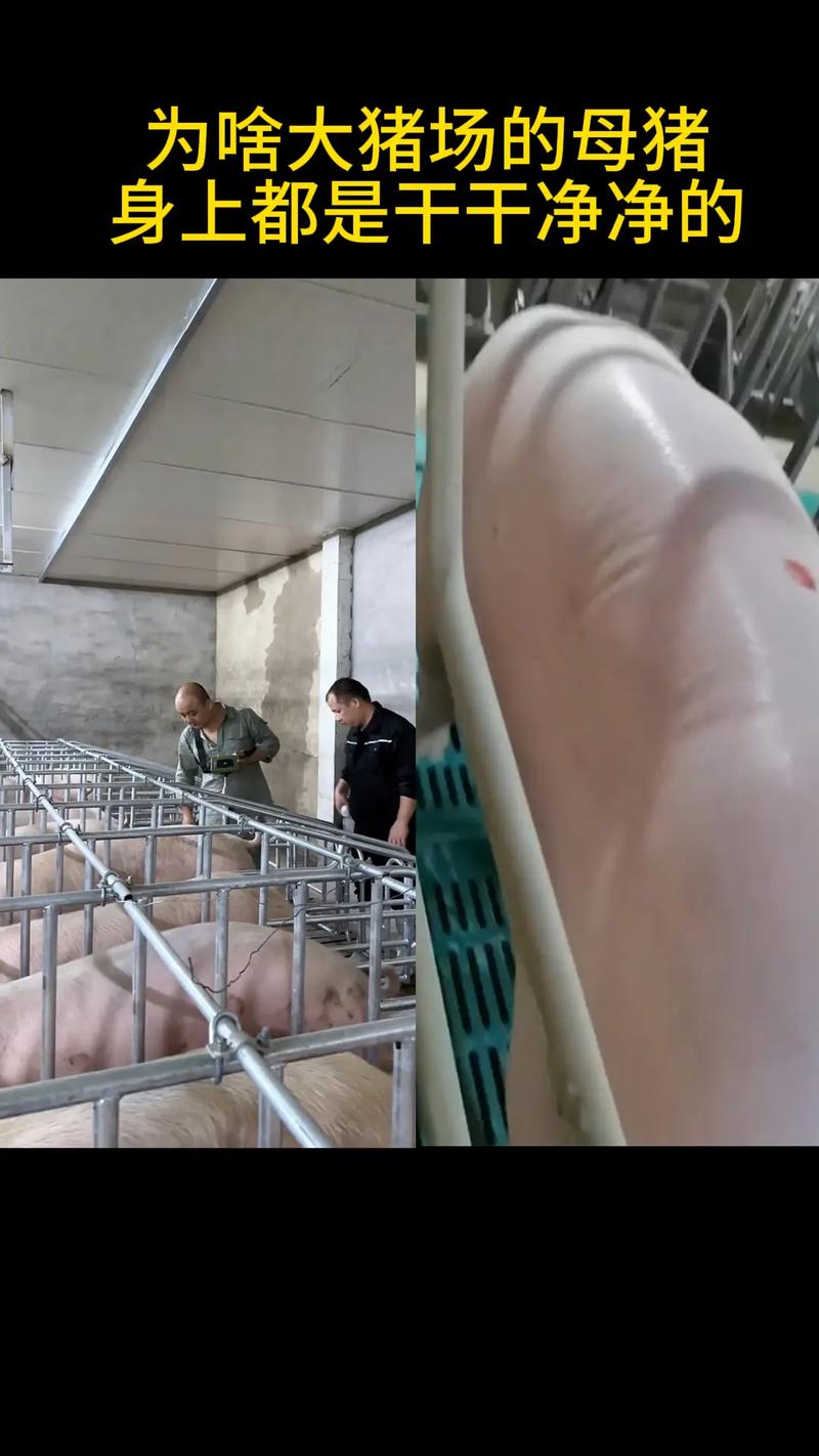 科技苑如何科学养后备母猪？-图2