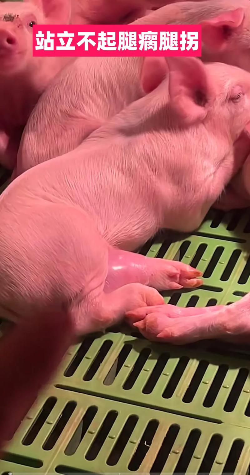 科技苑如何科学养后备母猪？-图3