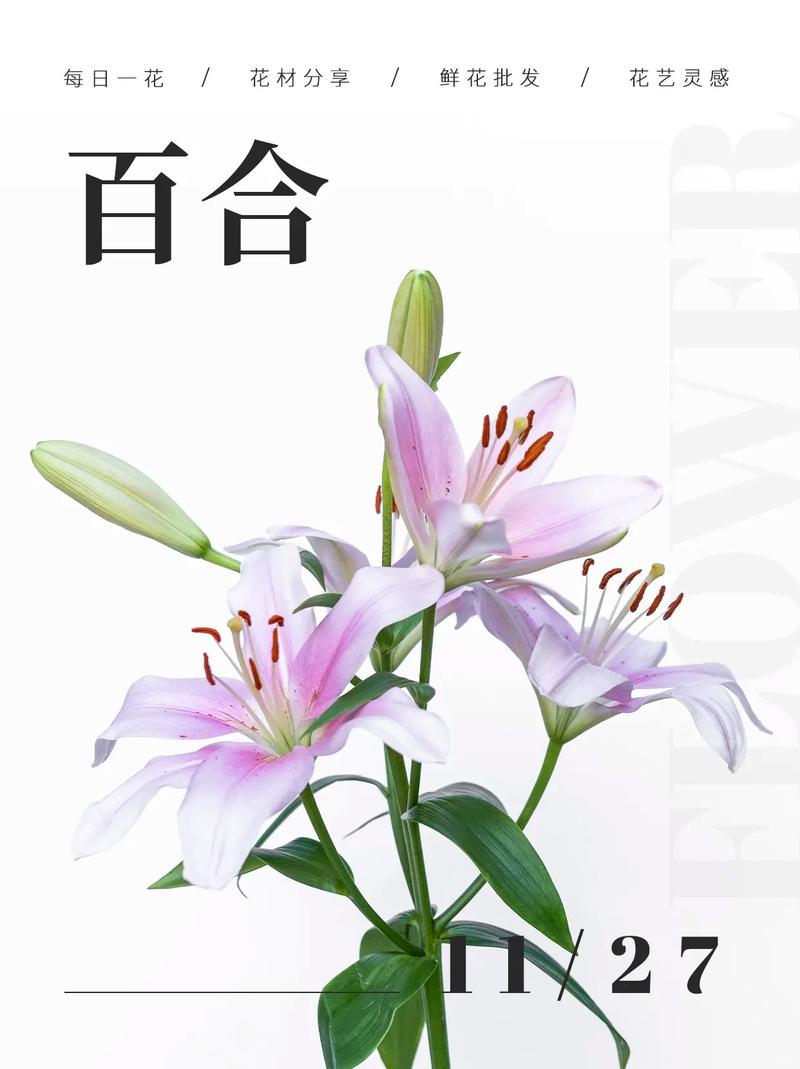 百合花有哪些常见品种？-图2