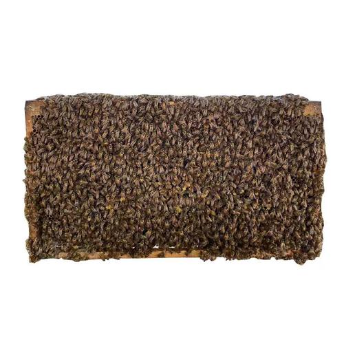 中蜂多王养殖技术视频如何操作？-图2