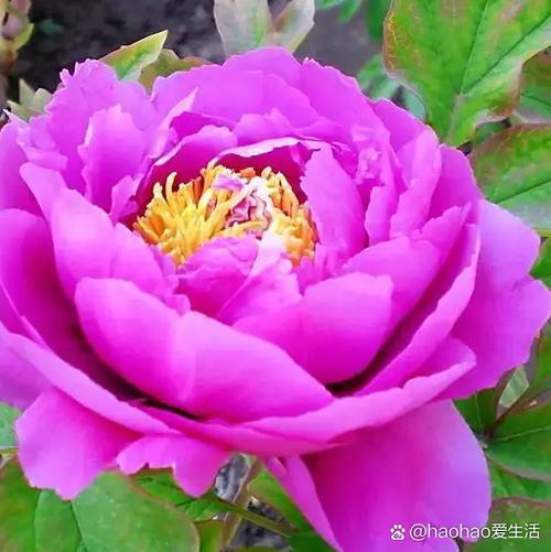 最名贵的花品种有哪些？-图2