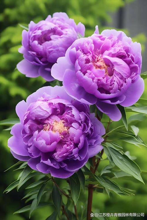 最名贵的花品种有哪些？-图3