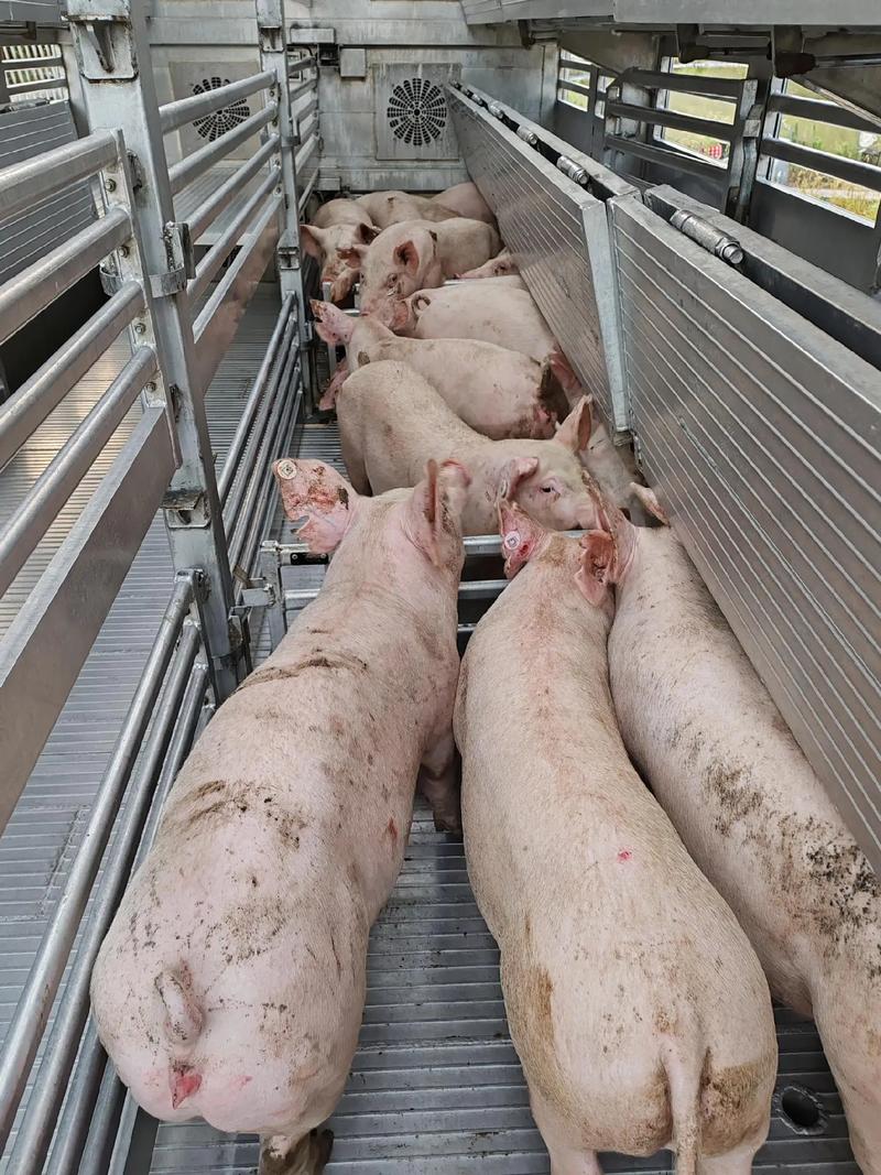 后备二元母猪养殖技术-图1