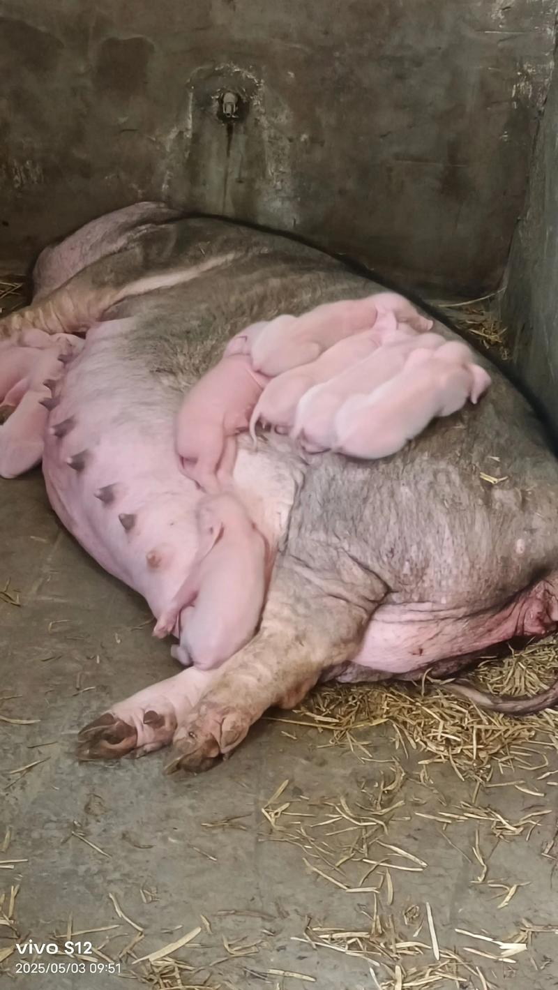 后备二元母猪养殖技术-图2