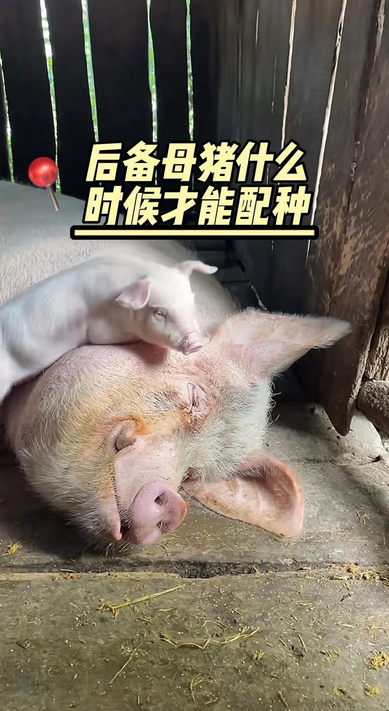 后备二元母猪养殖技术-图3