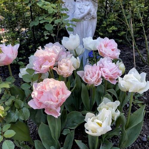 北方适合养什么品种的宠物？-图3