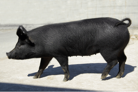 黑猪品种有哪些？图片看这里！-图2