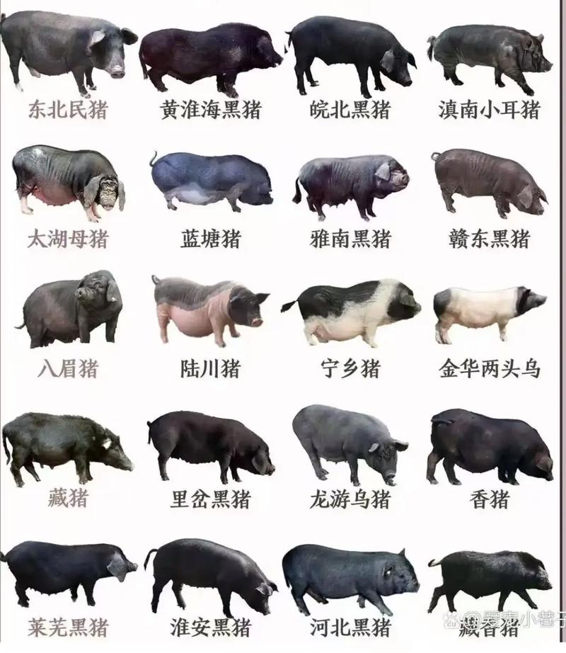 黑猪品种有哪些？图片看这里！-图1