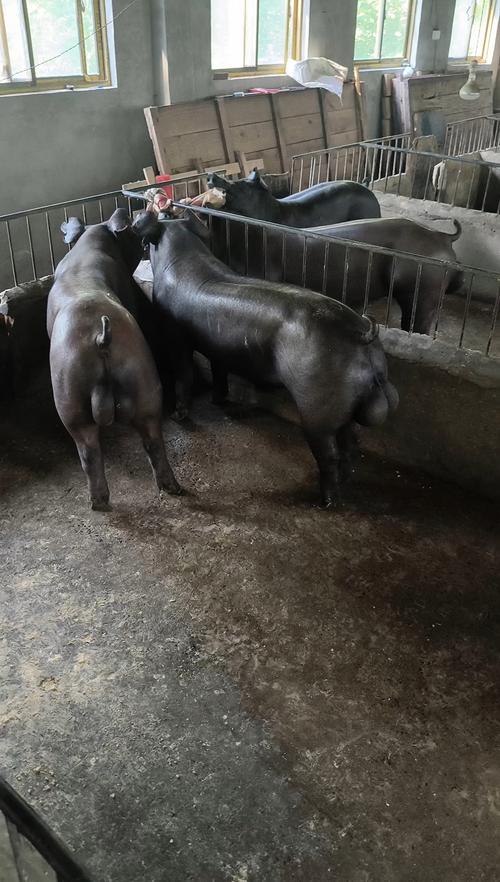 黑猪主要有哪些品种？-图1