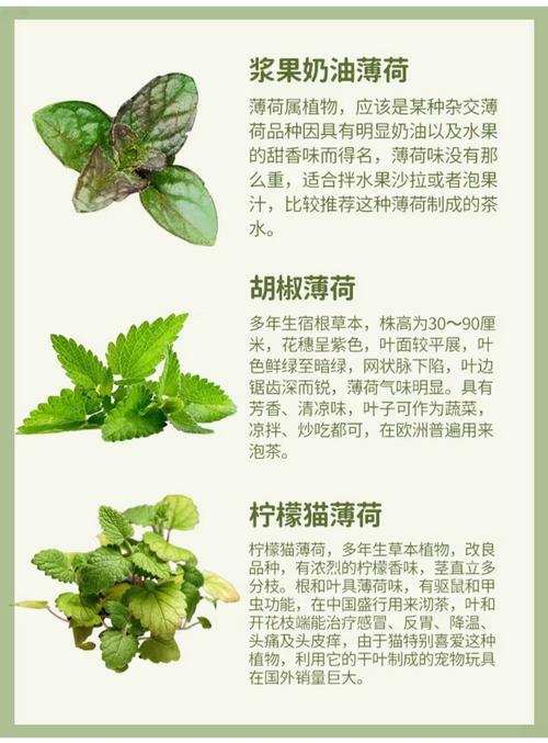 薄荷的品种与图片大全-图2