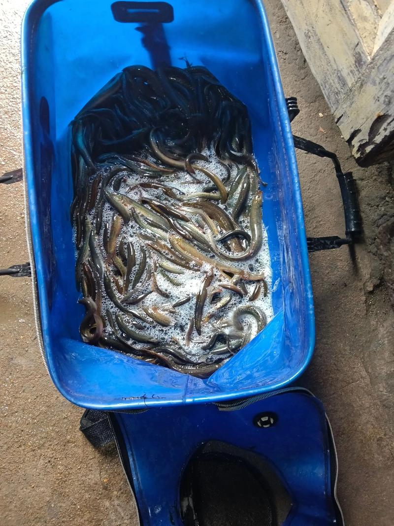 2025宁波泥鳅价格会涨还是跌？-图1