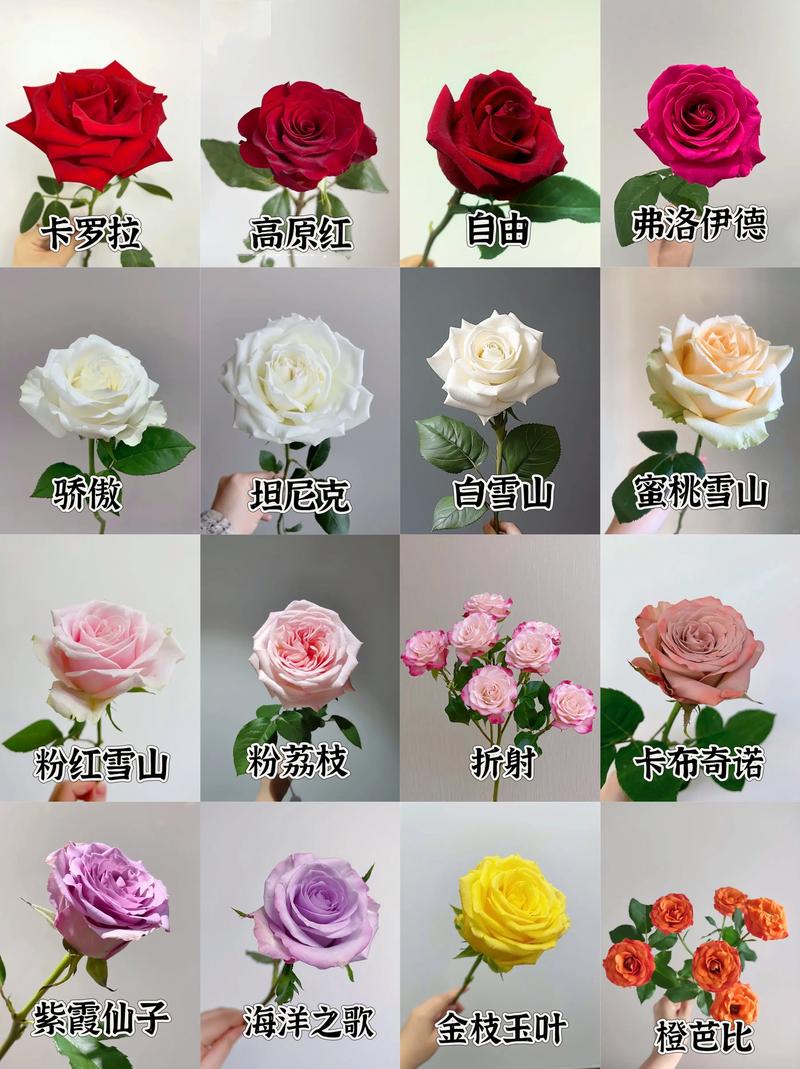 常见玫瑰品种有哪些？-图1