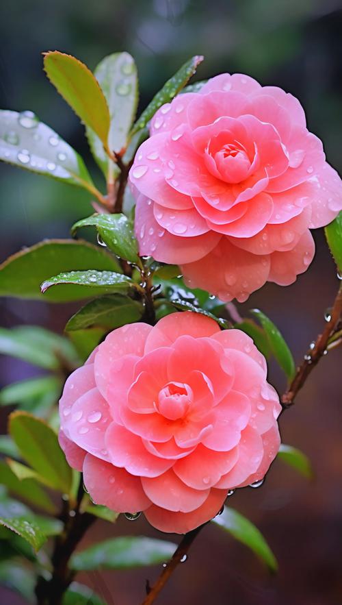 山茶花品种有哪些？常见品种图片大全？-图1