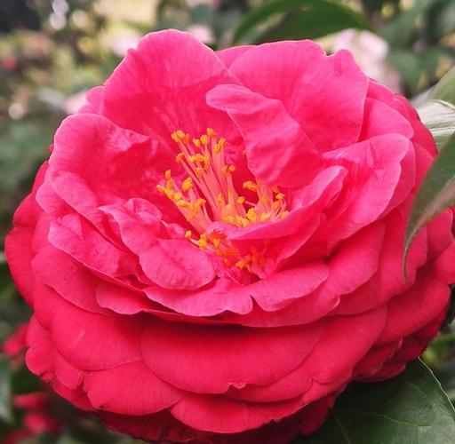 山茶花品种有哪些？常见品种图片大全？-图3