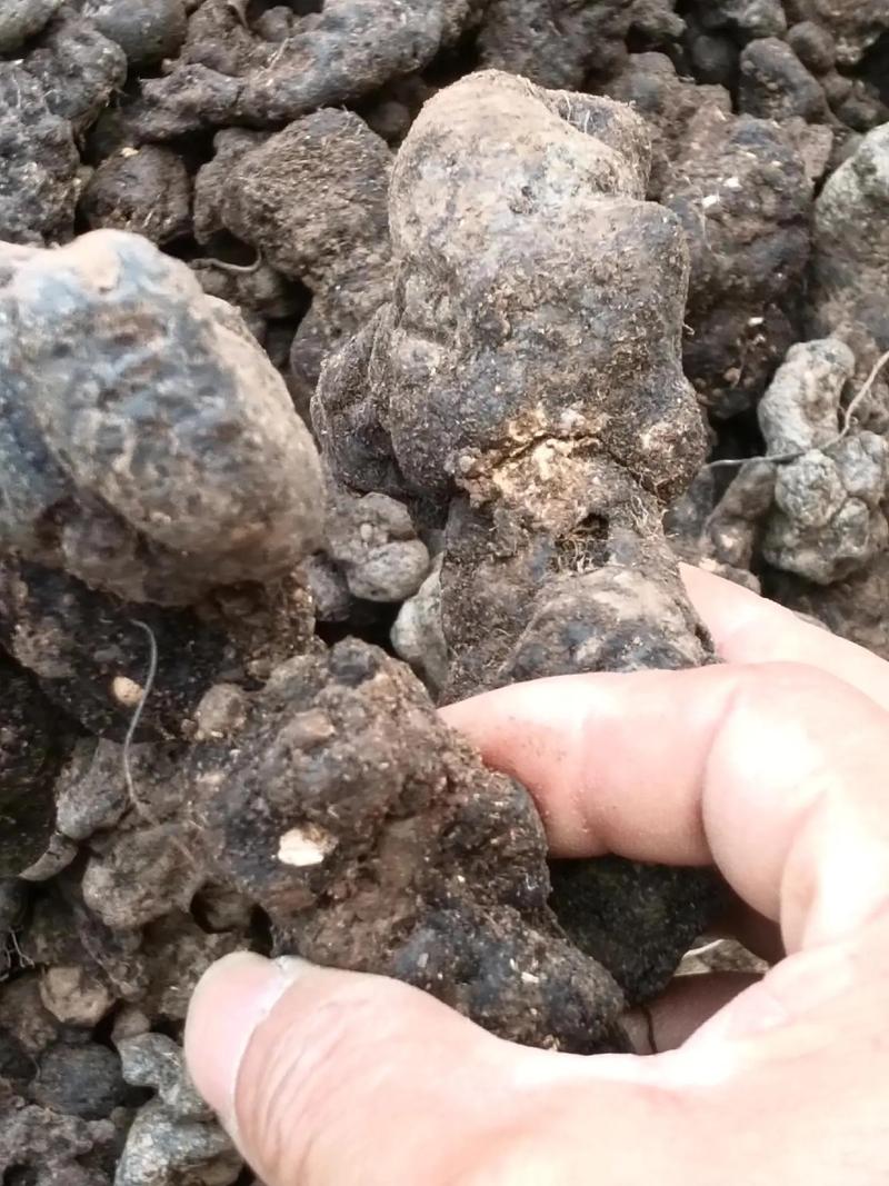 2025猪苓最新价格多少？-图2