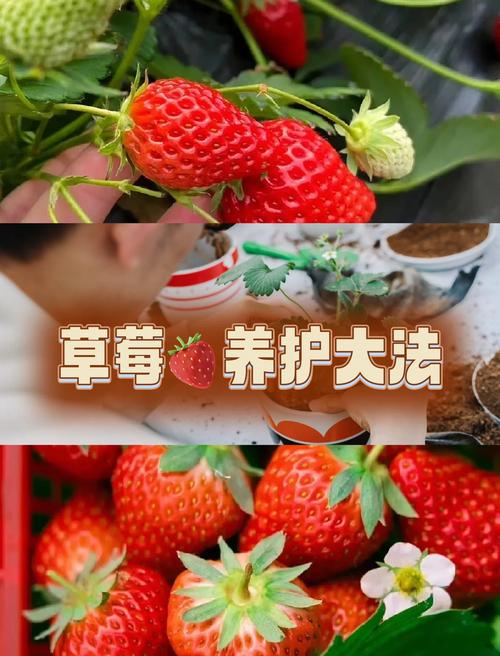 四季草莓咋种？视频教你技巧！-图3