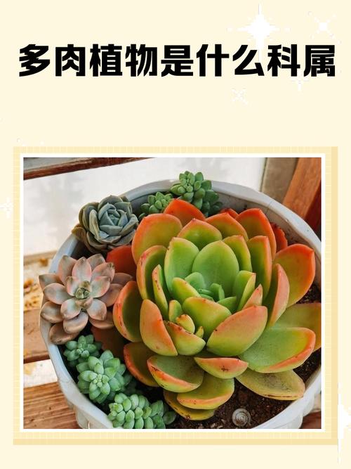 多肉品种名称与图片如何对应？-图2