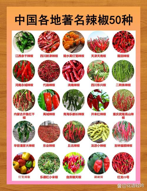 辣椒品种到底有多少种？-图1