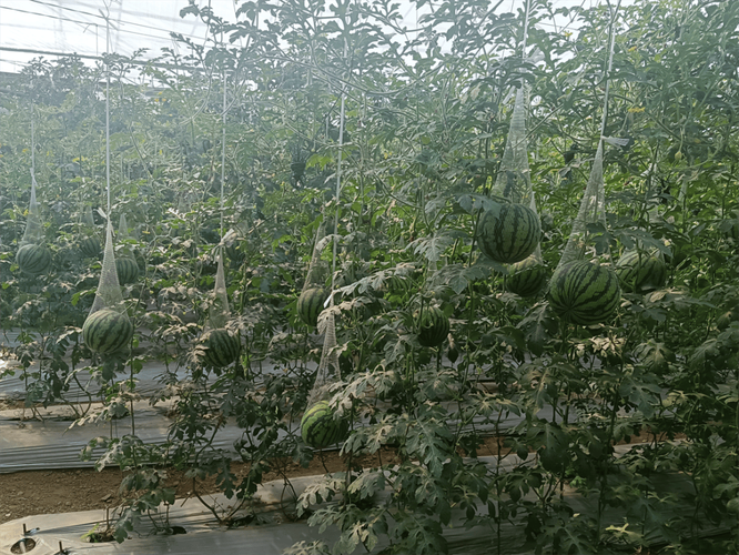 大棚西瓜吊蔓多茬技术-图1