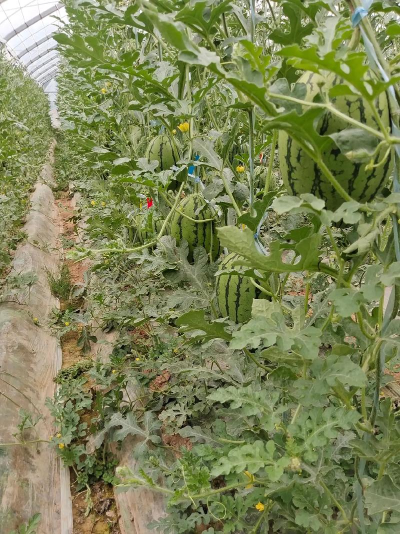 大棚西瓜吊蔓多茬技术-图3