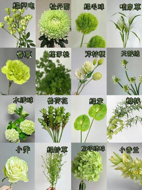 花的品种图片大全有哪些常见种类？-图2