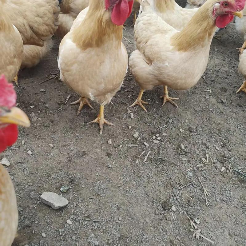 哪种鸡下蛋最多？-图2