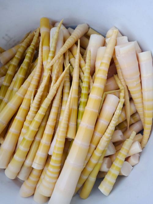 竹笋的品种及图片大全-图2