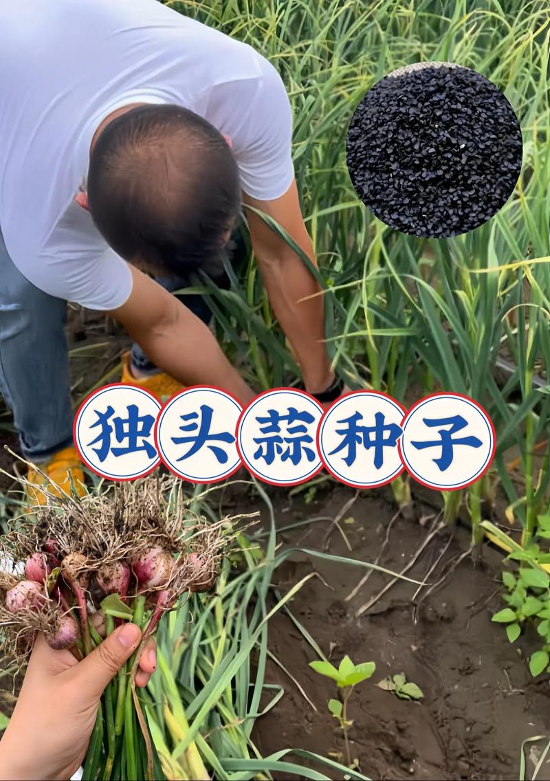 紫皮大蒜如何种植技术-图1