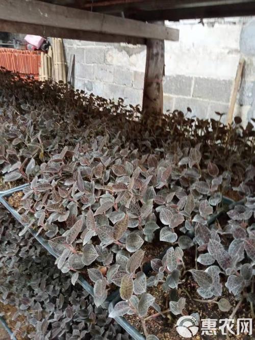 金线莲种植视频，新手必看技巧有哪些？-图2