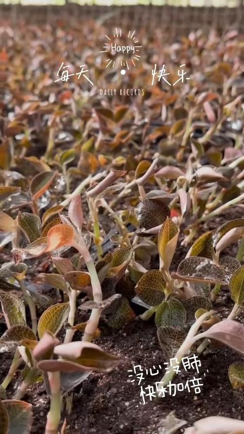 金线莲种植视频，新手必看技巧有哪些？-图3