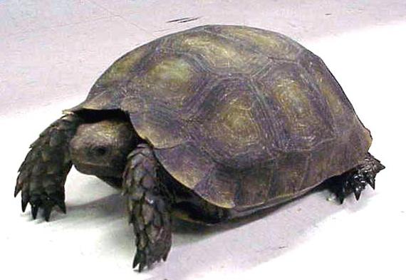 黑靴陆龟批发价多少？-图2