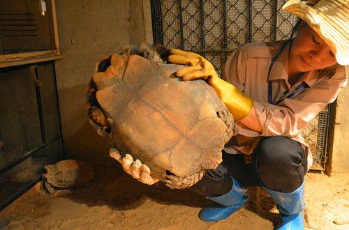 黑靴陆龟批发价多少？-图3