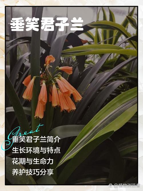 垂笑君子兰是否值得养？-图1