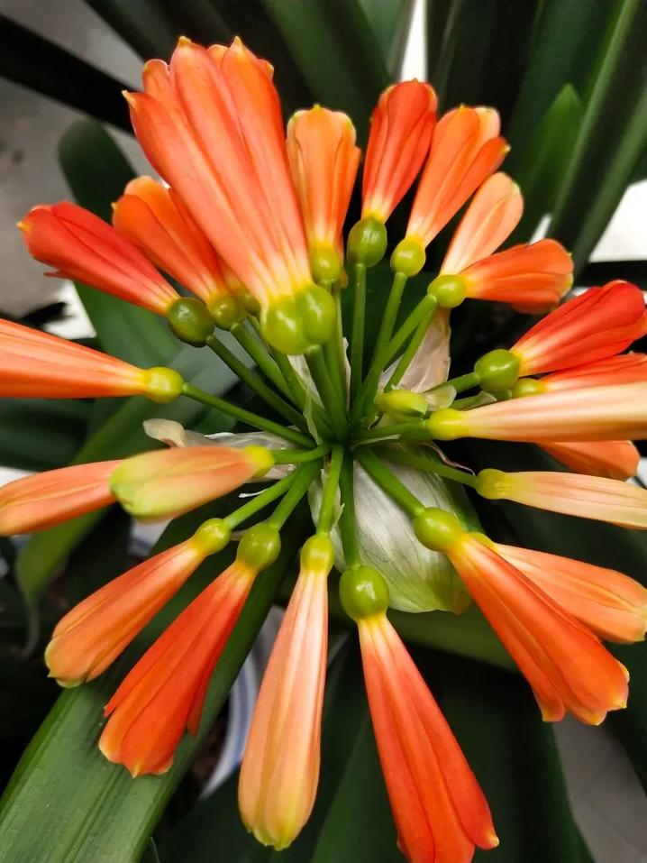 垂笑君子兰是否值得养？-图3