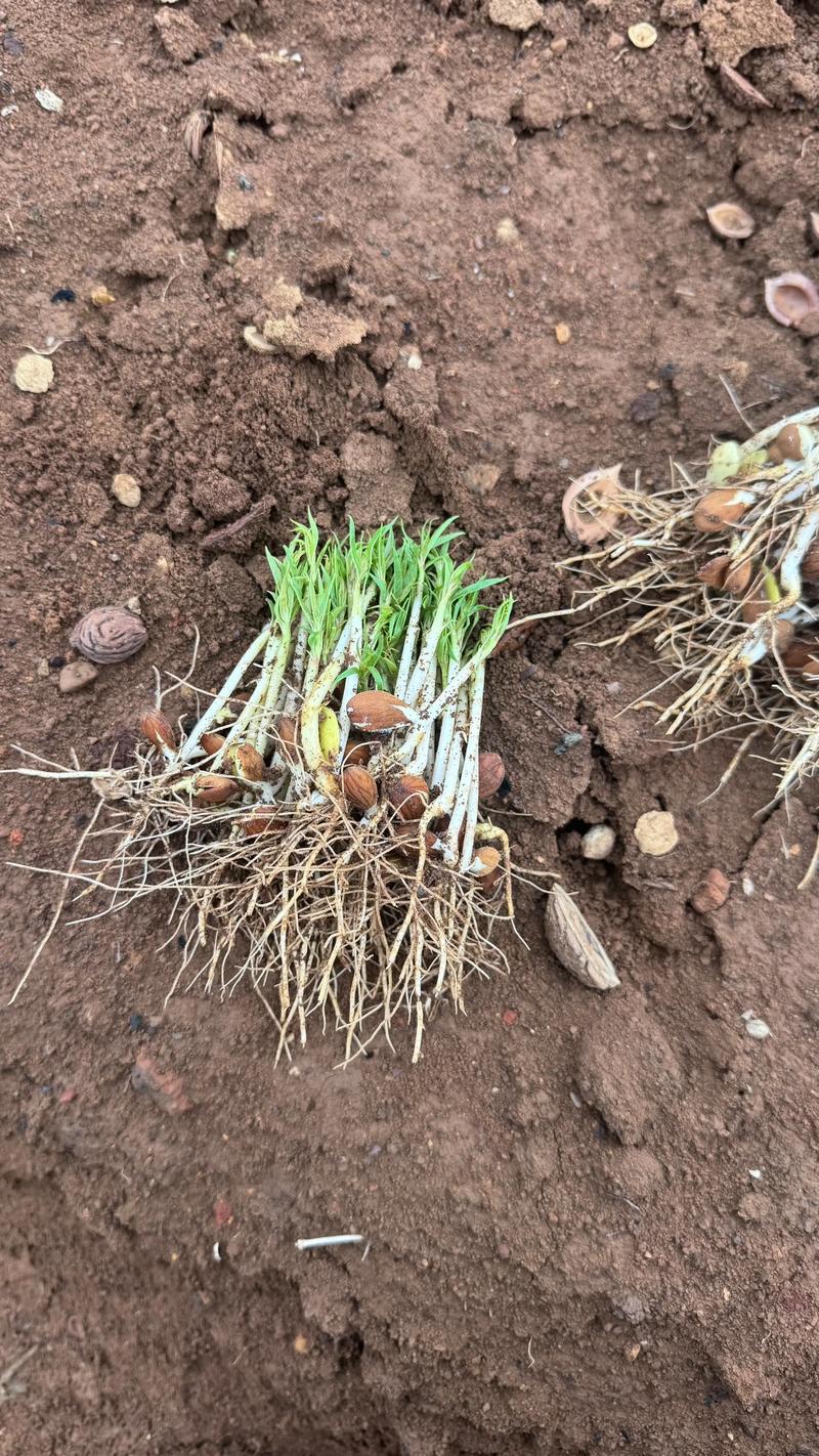 刘光战桃苗新品种有哪些特点？-图1