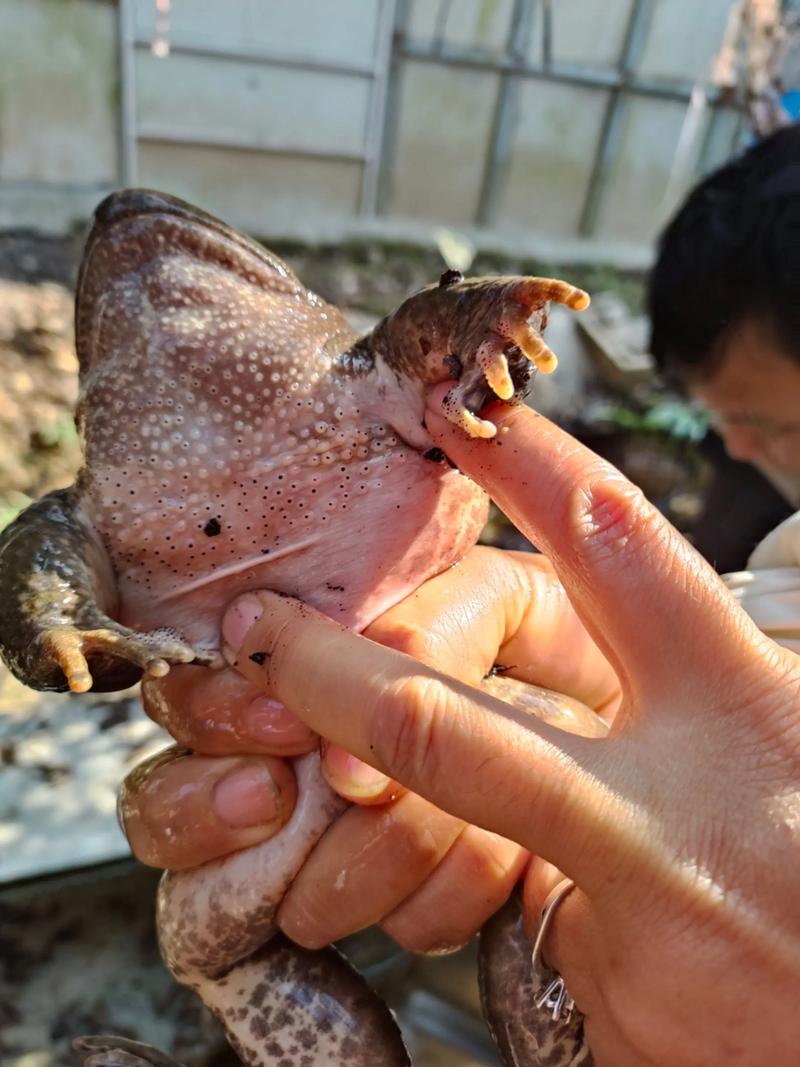 石蛙养殖技术完整版，关键要点有哪些？-图2