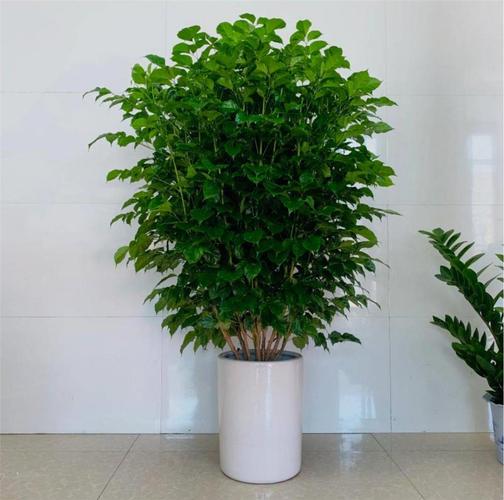 幸福树到底有几个品种？快来看看图片认识一下吧！-图3