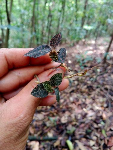金线莲品种有哪些？-图1