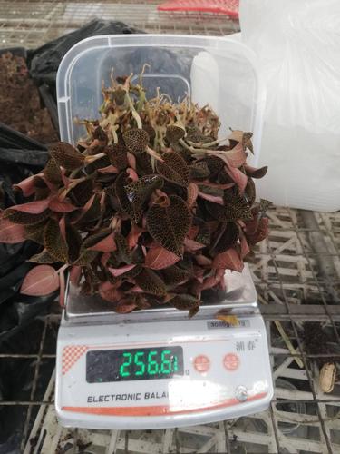 金线莲品种有哪些？-图2