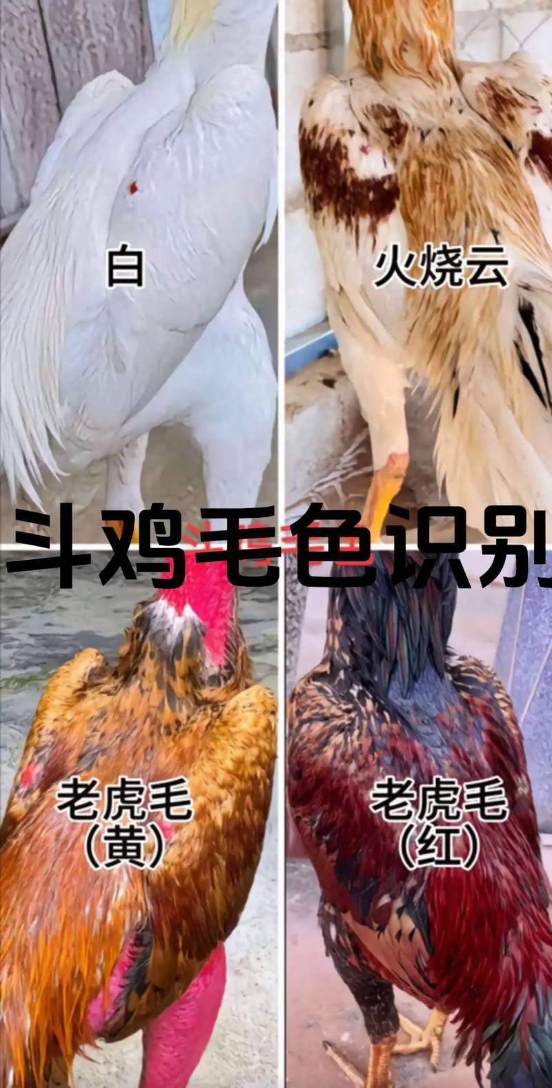 如何挑选优质小斗鸡品种？-图1