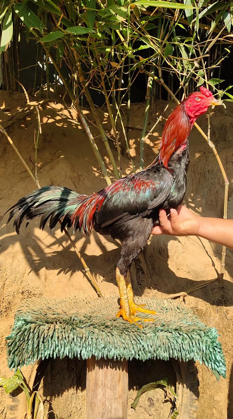 如何挑选优质小斗鸡品种？-图3